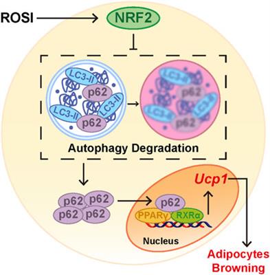 The autophagic regulation of rosiglitazone-promoted adipocyte browning